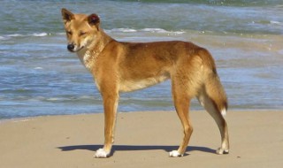 澳洲野狗能养吗 澳洲野狗能养