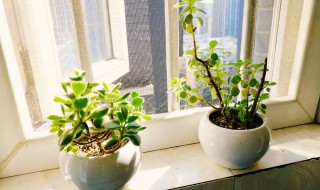 盆土太湿怎么办 家里花盆土太湿该怎么办