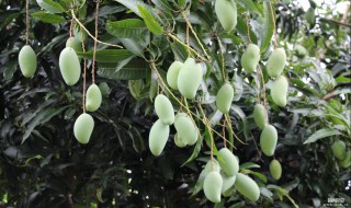 芒果树叶面喷洒多效唑的使用方法 如何使用多效唑