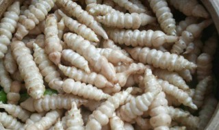 螺丝菜酱制作方法 怎么腌制螺丝菜