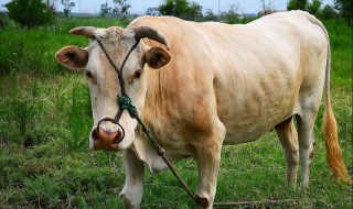 牛几天喂一次小苏打 大家不妨看看