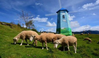 青青草原在哪 看看现实的青青草原吧