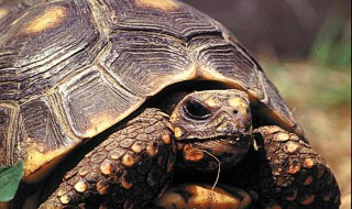 黄腿象龟饲养方法 希望对大家有所帮助