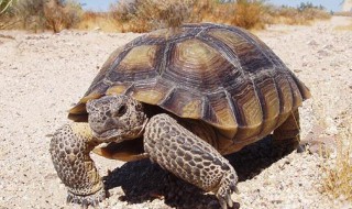沙漠地鼠龟饲养方法 应仔细操作