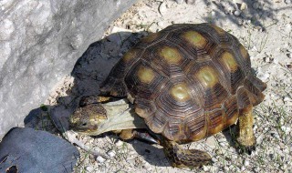 德州地鼠龟饲养方法 吃些什么的呢