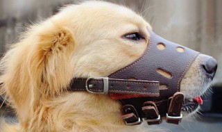 人被狗咬有啥忌讳 人被狗咬要注意什么