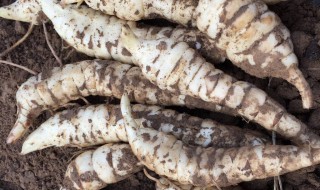 地笋什么时候采挖 地笋什么时候采收