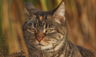 野猫最怕什么怎样驱赶 野猫是什么