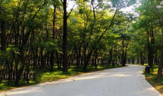 槐树养护方法 原来是这样