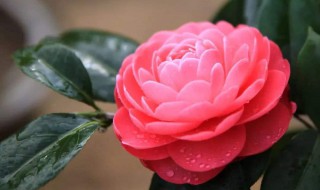 白醋浇茶花正确方法 白醋浇花的正确方法是什么