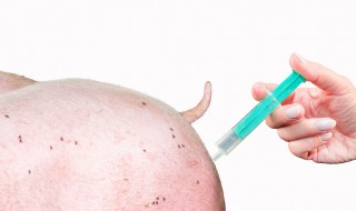 猪打疫苗反应怎么办 猪打疫苗后不良反应怎么办