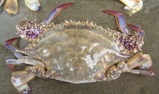 梭子蟹变绿还能吃吗 下面为大家解答