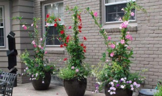 红蝉花的养殖方法 怎么养红蝉花