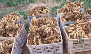 十月份的发芽生姜可以播种吗 有了解过吗