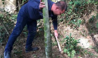 挖冬笋老一辈的口诀 青边两头