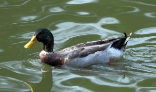 河里面能不能养鸭子 需要做好相关工作