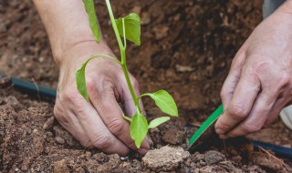 辣椒苗蘸根用什么药 辣椒不死苗怎么蘸根