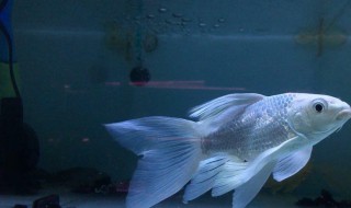 蝴蝶鲤尾巴血丝怎么办 蝴蝶鲤尾巴血丝怎么处理