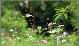 一花一草一世界的下联是什么 怎么对？