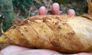 挖冬笋怎么找竹鞭走向 挖冬笋如何找竹鞭走向