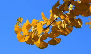 银杏叶如何处理才能喝 专家教你如何正确处理