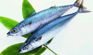 三类人不能吃鲅鱼 你能吃吗