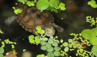 梦到帮人捞浮萍看到大乌龟 是吉是凶呢