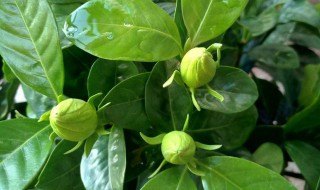 大门口种四季青好不好 大家可以看看