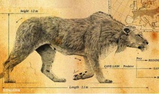 史上最大的猫科动物 名字也很残暴霸气