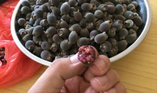 山捻子晒干放多久 山捻子怎么晒干