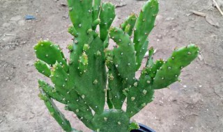 仙人树怎么养 注意这些技巧