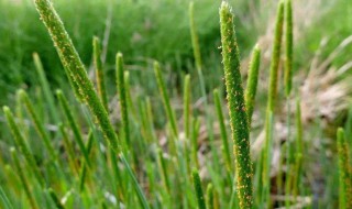节节麦什么时候打药 现在你明白了吗