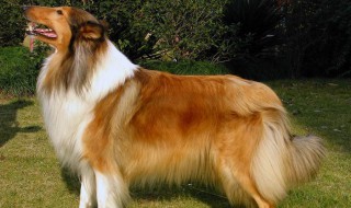 冰岛牧羊犬性格特征 冰岛牧羊犬的性格怎么样