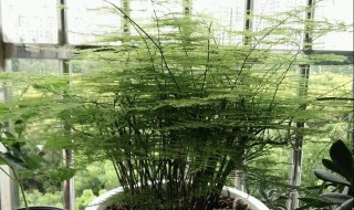 羊粪可以直接使用养花吗 你会养花吗