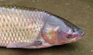 秋冬钓鲫鱼窝料配方 冬季鲫鱼窝料配方怎么做