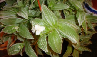 白雪公主花的养殖方法 白雪公主花怎么养