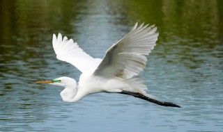 白鹭的身高 白鹭鸟的身高有多少