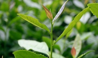 茶叶修剪时间 修剪方法如下