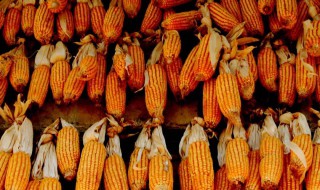 玉米杆怎么给羊吃 制作方法