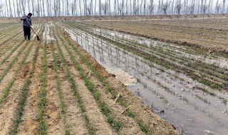 小麦出苗后马上浇水好吗 大家要注意了