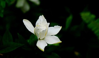 秋冬枙子花养殖方法 枙子花冬天怎么养殖