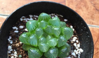 10月份玉露怎么养 10月养玉露，位置很重要