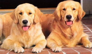 金毛幼犬需要打针吗 金毛幼犬怎么打防疫针