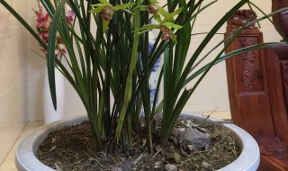 咖啡兰的养殖方法 你需要这样做