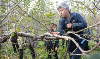 苹果树最新修剪方法 主要有四种方法