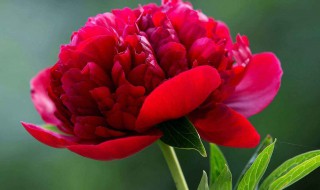 养牡丹花的禁忌 你了解过吗