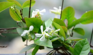 风车茉莉的缺点 要了解一下哦