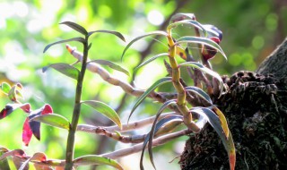 野生石斛的种植方法 野生石斛有什么种植技巧