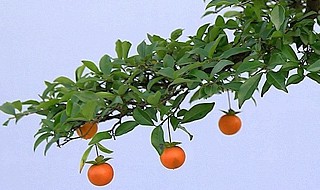 金弹子盆景怎么修剪 盆景的修剪方法