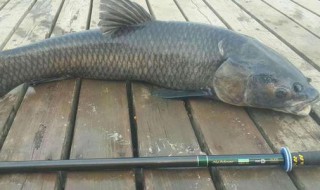 青鱼深秋怎么钓 秋季大青鱼怎么钓